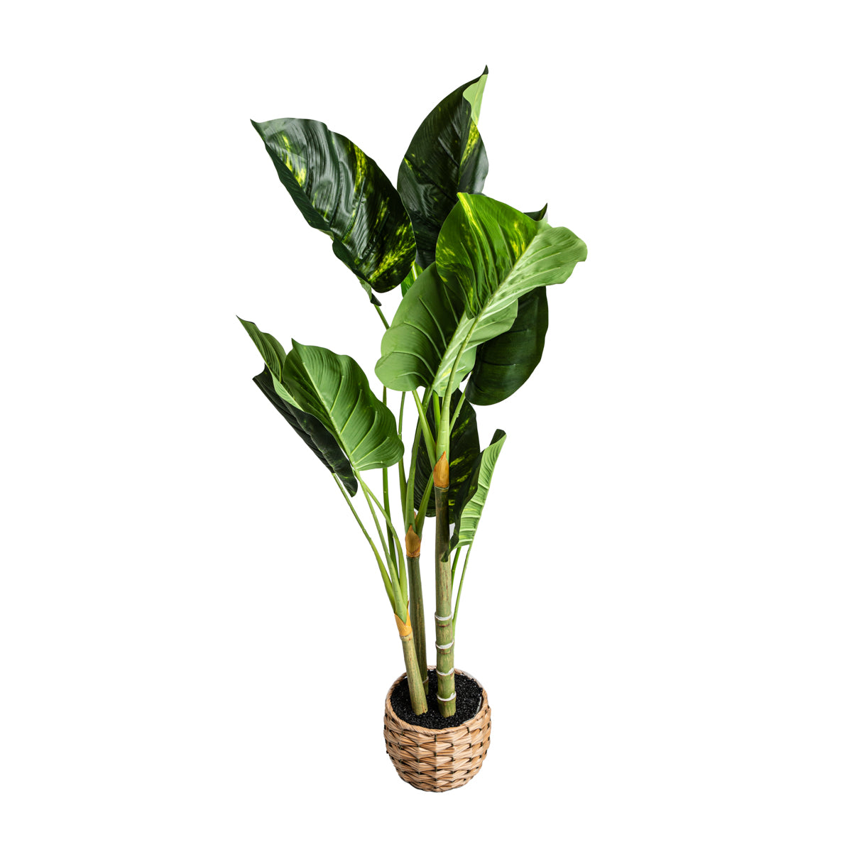 Artificial Difenbachia Plant - Decorative Green Home Accessory